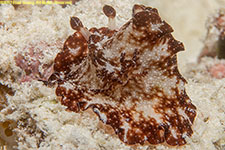 nudibranch