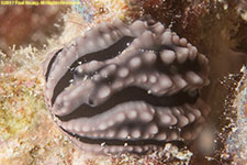 nudibranch