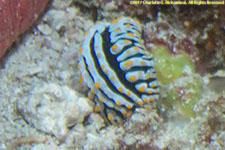 nudibranch