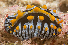 nudibranch