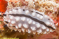 nudibranch