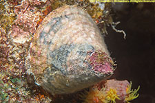 top shell