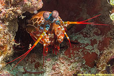 mantis shrimp