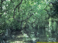 mangrove swamp