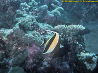 Moorish idol