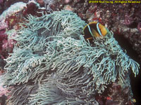 clownfish