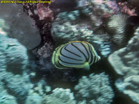 butterfly fish