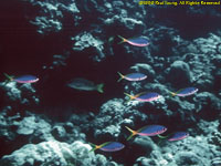 school of fish