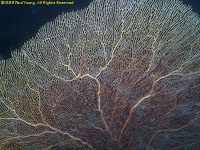 sea fan