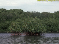 mangroves