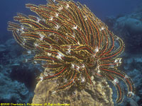 crinoid