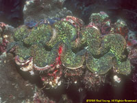 tridacna clam