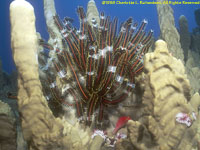 crinoid