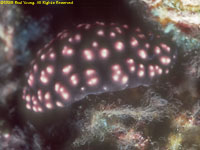 nudibranch Phylidiella pustulosa