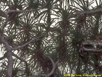 pandanus trees