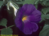 morning glory