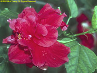 hibiscus