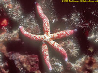 sea star