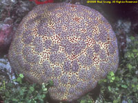 cushion star