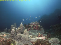 reef scene