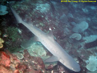 whitetip shark