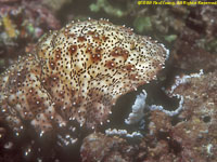 sea cucumber