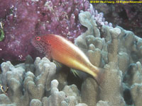 hawkfish