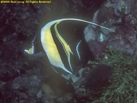 moorish idol