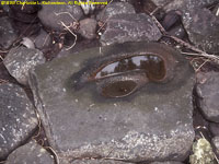 sakau (kava) rock