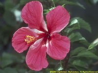 hibiscus