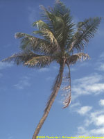 coconut palm