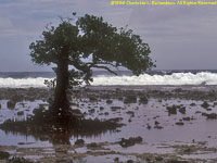 mangrove tree