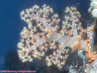 soft coral