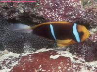 clownfish