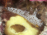 Notodoris sp.