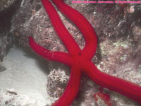 red sea star