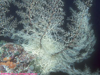 basket star