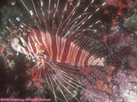 lionfish