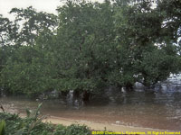 mangroves