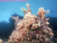 coral scene