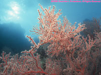 soft coral scene