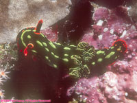 Nembrotha kubaryana