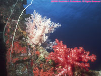 soft coral