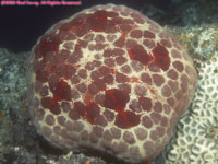 cushion star