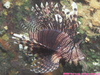 lionfish