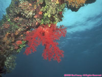 soft coral