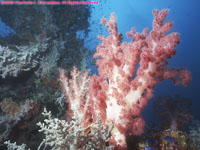 soft coral