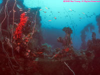 wreckage with soft coral