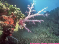 soft coral