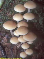 mushrooms